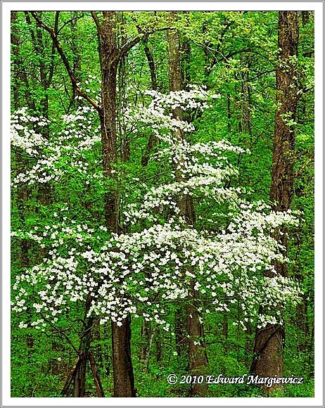 450655   White dogwoods blooming, GSMNP